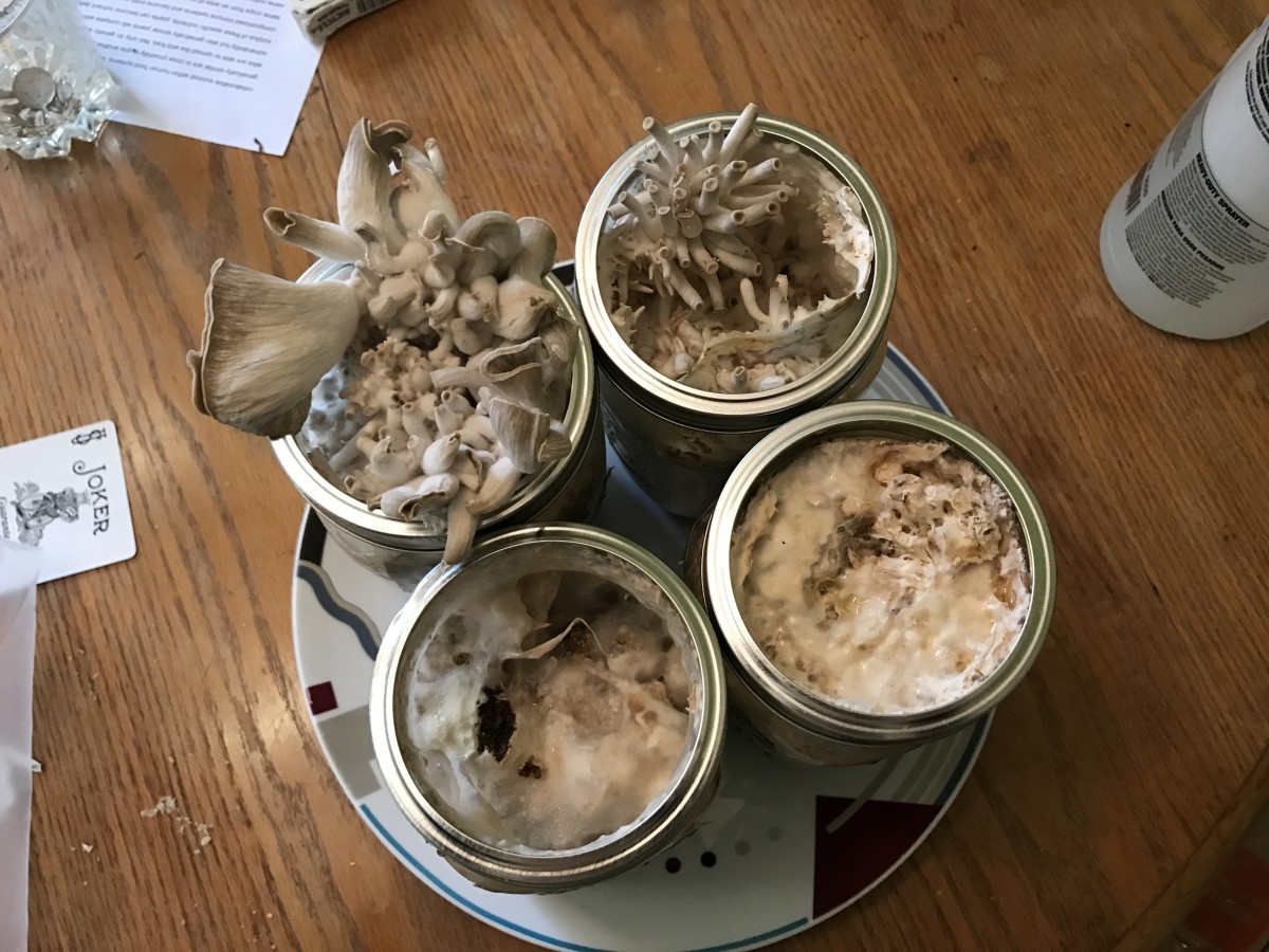 Mushrooms Beer Brewing and Mushroom Growth