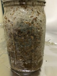 Contamination on red ale grains