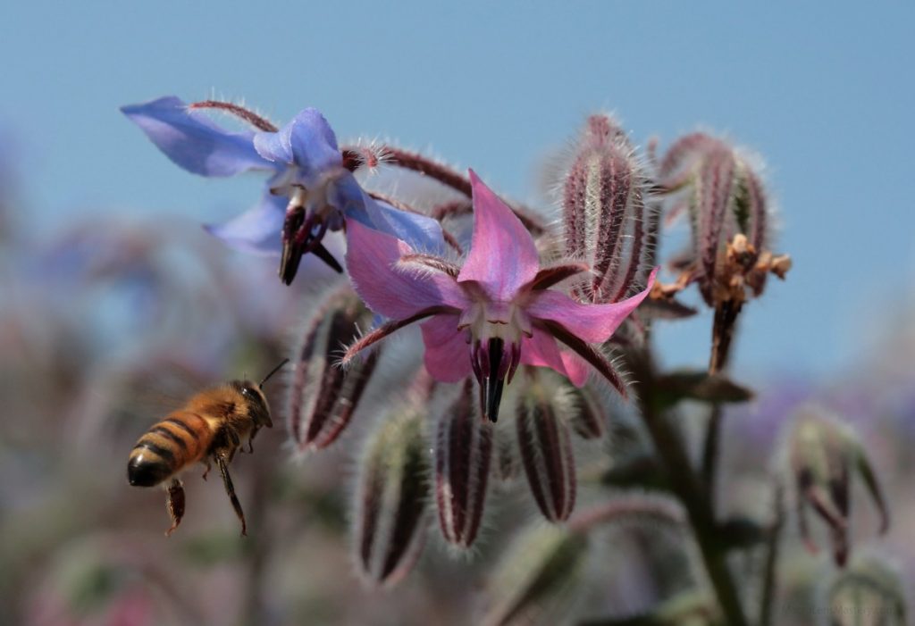 Eat borage for some courage Jennifer's ComAlt Field Study Inherent