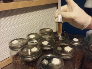 Injecting grain with oyster mushroom cultures 
