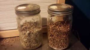 Fully colonized grain before and after shaking them up 