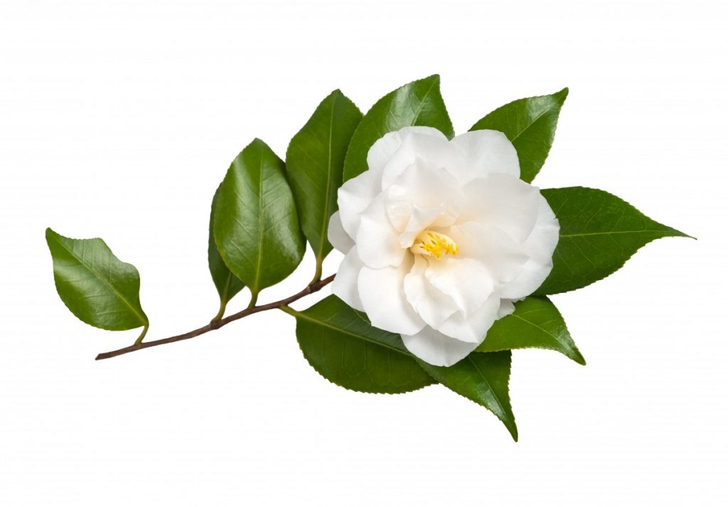 11242f-camellia-sinensis-hd-image