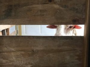 maeira waiting paitiently to be milked