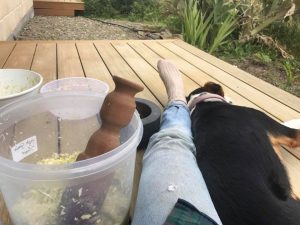 pounding sauerkraut with the little dog (helping again)