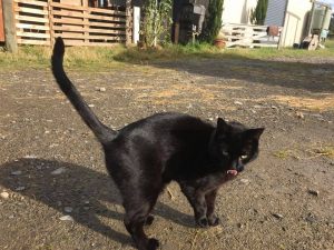 jessica the alluring cat