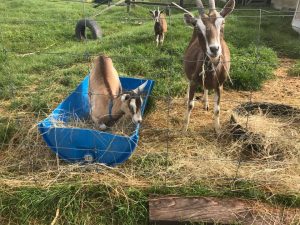 tobias walking on his food