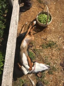 little dog helping pick peas