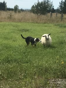 Emlett escaped and Jazz felt responsible for herding her back in