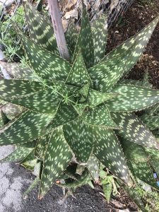 incredible succulent