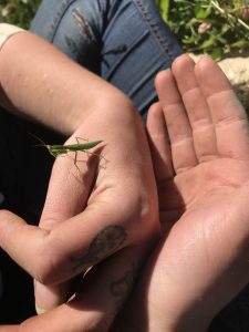 praying mantis we found in the garden