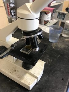 fecal worm testing