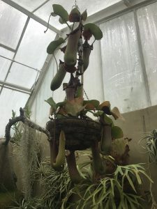 huge pitcher plant