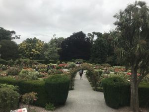 royal rose gardens