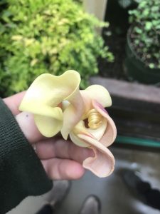 can you tell i like orchids?