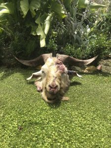 The hunting group shot a wild buck and left the head on the ground out front