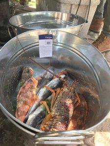 seafood the fishing team collected