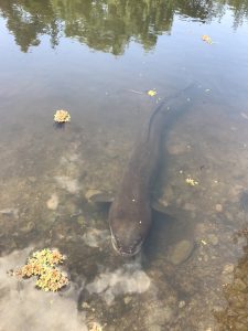 eels live in the pond and I fed them the fish heads we filleted earlier