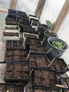 all of the seed trays I've planted so far