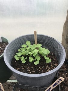 my baby arugula (rocket)
