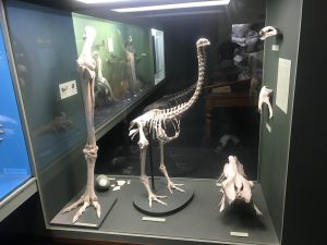 The extinct Moa skeleton at the South Otago museum. The Maori people hunted them to extinction and they used to stand up to 10 ft. tall