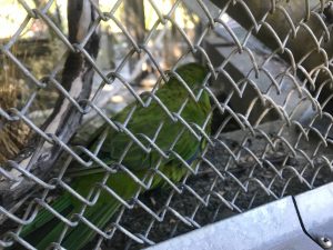 Mountain parakeet at the bird sanctuary