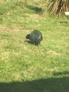 Endangered Takahe at the bird sanctuary in Te Anau