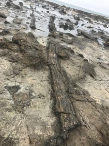 Petrified forest at Curio Bay
