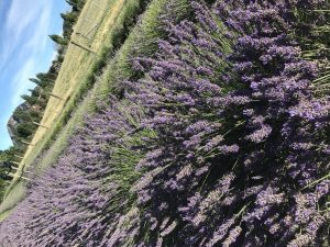 Stopped at a local lavender farm near Wanaka