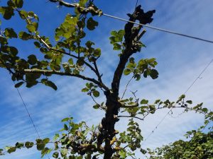 Two stabilizers on a pruned vine