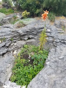 Tiger lily in a limestone hollow