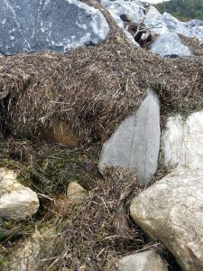 Uprooted and washed up sea grass lining the rocks, ready to become a helper in the garden