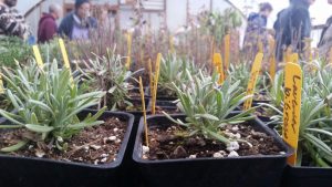 Divisions from lavender bushes that have been transplanted into soil.