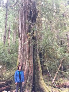 Here I am standing on the banks of Opal creek with a very old tree, roughly 400 years old. The Western Red Cedar (Thuja Plicata) is a sacred tree to Native Oregonians. The wood was widely used to weave clothing and craft a variety of tools.