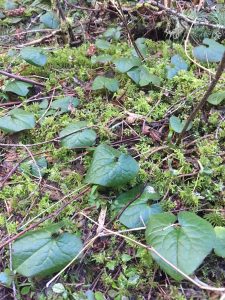 A patch of Wild Ginger