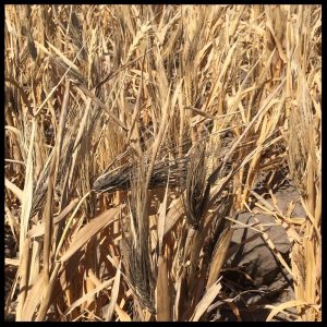 Purple+Egyptian+Barley+3