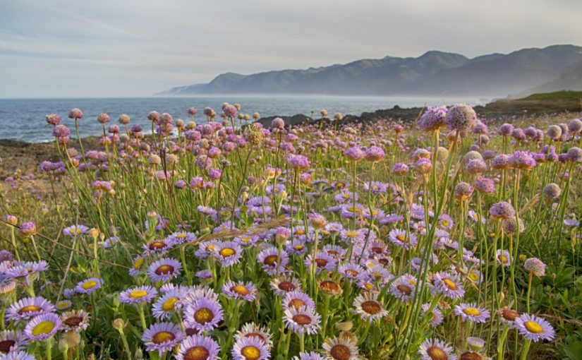 Why the Vast Coastal Prairies and Grasslands of California Exist