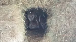 Barn Owls in hay