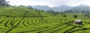 1200px-Tea_plantation_in_Ciwidey,_Bandung_2014-08-21