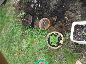 tulsi, motherwort, lavender, comfrey and willow