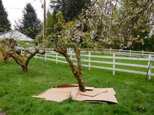 Photos from the tree care workshop