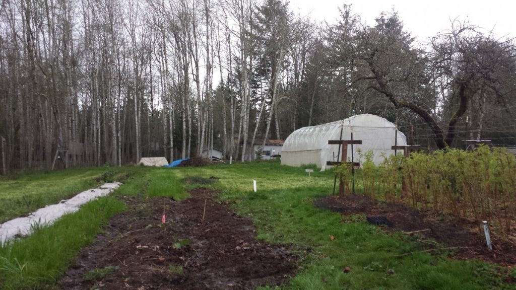 In the foreground, a bed volunteers and myself weeded and removed strawberry plants for transplanting elsewhere. To the right, Bonnie's raspberry patch is over 40 years old. In the background, one of the greenhouses, Taj Mahal.