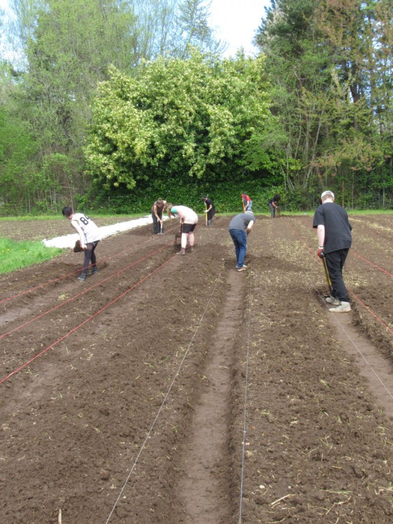 GRuB Crew members and interns preparing the beds by digging paths in the freshly tilled earth. The strings mark the rows, give everyone a guide as they dig. Next, soil amendments are added to the beds before planting and the laying of the watering systems. 