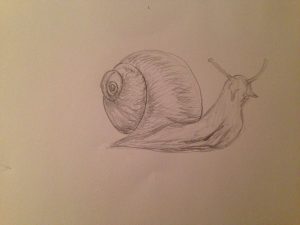 shadesnail