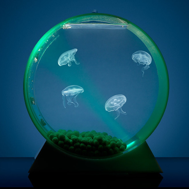 pet moon jellyfish