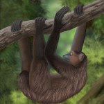 Sloth lemur Illustration hanging from branch