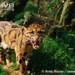 Photograph of a clouded leopard baring teeth.