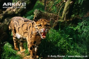 Photograph of a clouded leopard baring teeth.