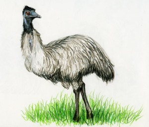 Emu 