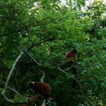 Red Ruffed Lemurs Sitting In Trees