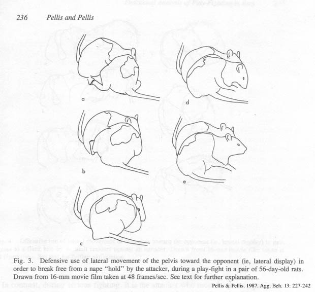 types of pet rats